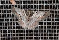 Hypobapta tachyhalotaria