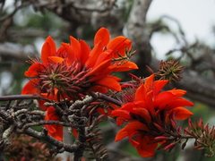 Erythrina variegata