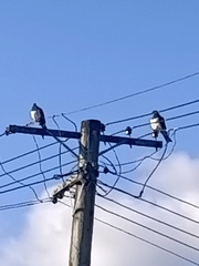 Hemiphaga novaeseelandiae