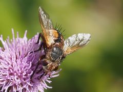 Tachina fera