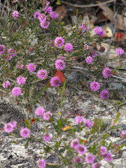Kunzea recurva
