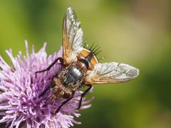 Tachina fera