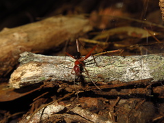 Leptomyrmex nigriventris