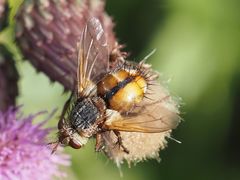 Tachina fera