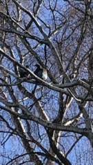 Hemiphaga novaeseelandiae novaeseelandiae