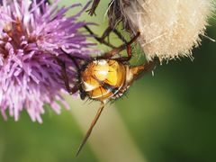 Tachina fera