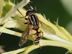 Helophilus pendulus