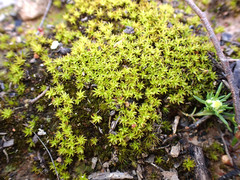 Leptodontium paradoxum