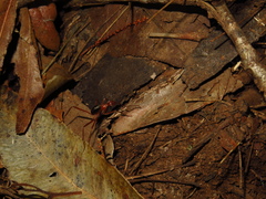 Leptomyrmex nigriventris