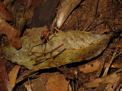 Leptomyrmex nigriventris