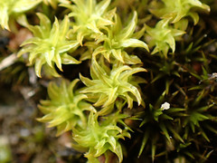 Leptodontium paradoxum