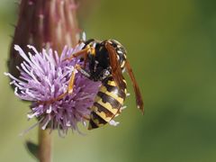 Polistes dominula
