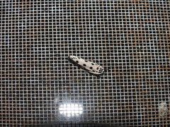 Ethmia sphaerosticha