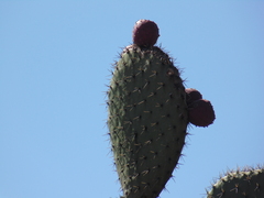 Opuntia chavena