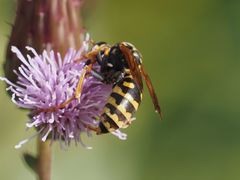 Polistes dominula