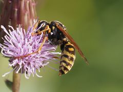 Polistes dominula