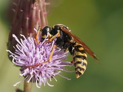 Polistes dominula
