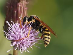 Polistes dominula
