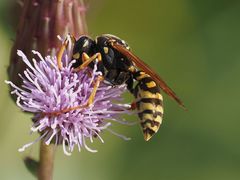 Polistes dominula