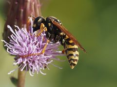 Polistes dominula