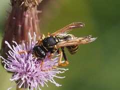 Polistes dominula