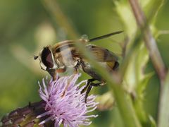 Helophilus trivittatus