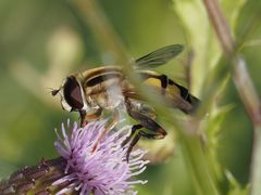 Helophilus trivittatus