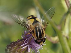 Helophilus trivittatus