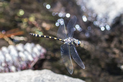 Cordulegaster dorsalis