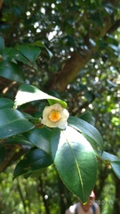 Camellia oleifera