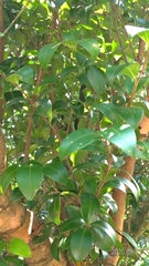 Camellia oleifera