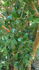 Camellia oleifera