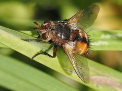 Tachina fera