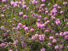 Kunzea recurva