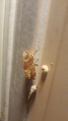 Chliara cresus