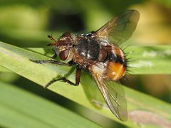 Tachina fera
