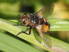 Tachina fera
