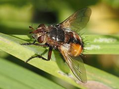 Tachina fera