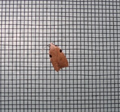 Zonopetala quadripustulella