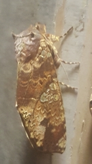 Chliara cresus