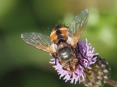 Tachina fera