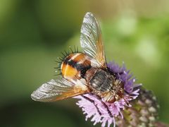 Tachina fera