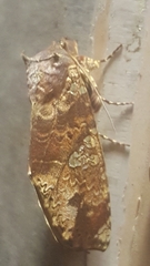 Chliara cresus