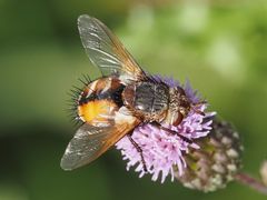 Tachina fera