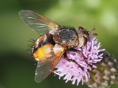 Tachina fera