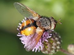 Tachina fera