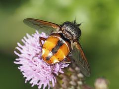Tachina fera