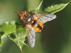 Tachina fera
