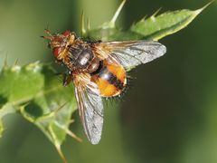 Tachina fera