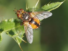 Tachina fera